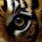 tigerkitty