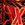 xzeox