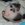 zoed