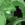 Depredation