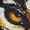 acearrows341