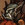 fatherbuck