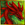 rosedragoness