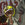 Gamelord11