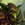Fearstrike