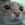 hello1337