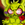 Azeite