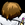 Fxy