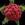 SampleElectron