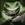 monsterfrog1