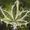 MrStoned