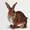 furryrat1