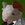 TheDoctorMouse