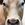 StampleTehCattle