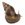 achatina