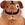 CrazyGuineaPig
