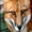 mririshfox