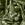 Typhus7