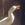 Amphis