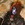 botdfROX