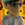 flamekyle