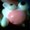 KimiBear