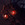 aecavus