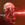 LazarheaD