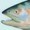 ArmoredSalmon