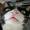 gizmocat444
