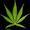 Tincannabiscuits