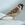sparrow