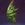duvong