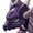 Anthrochamp12