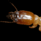 TerminatorTermite