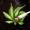 MyRoman420