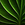 NeonLeaf