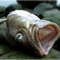 deadfishfaces