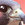 Falcon