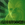greenwookie