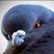 DJPigeon