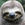 SlySloth