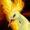 RandomMoltres