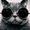 ToastedCat