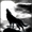 shadow-wolf051