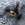 irathesilverfox