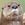 squidston