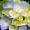 rosefire368