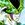 shado123