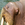 SeductiveWalrus